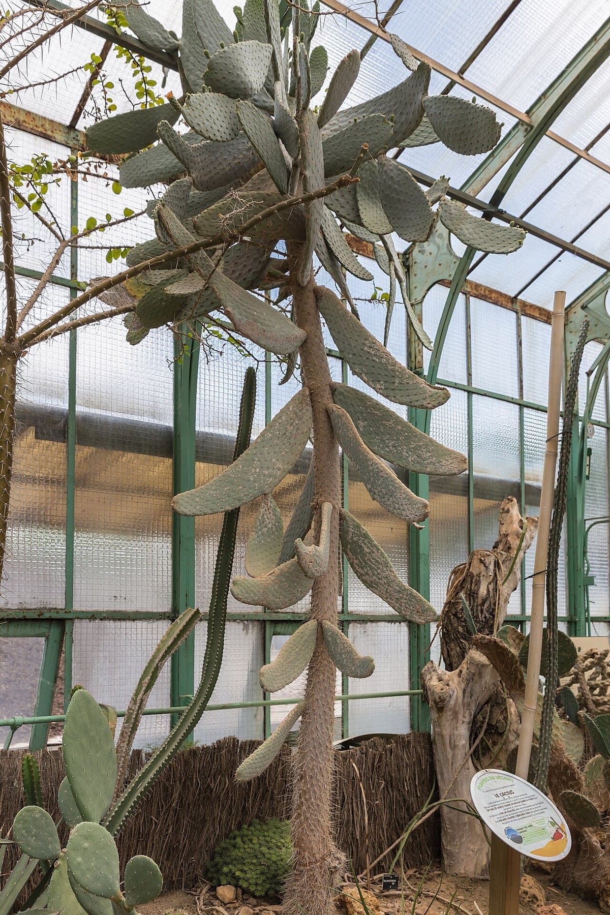 Cactus alpargata (Consolea moniliformis) con sus segmentos planos y espinosos recortados contra el cielo