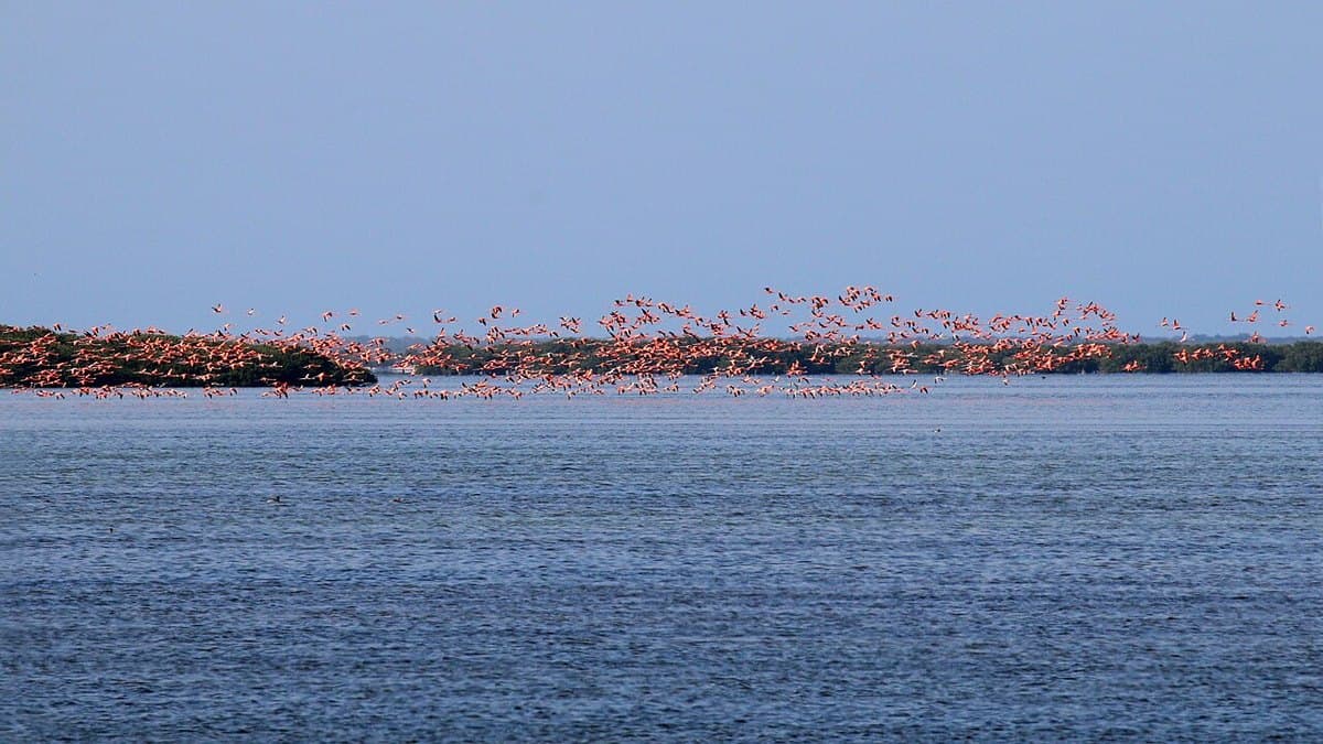 Grupo de flamencos rosados caminando por aguas someras