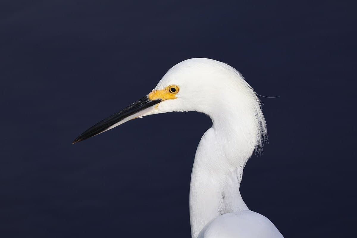 Garza blanca de perfil, con el cuello estirado y el pico afilado apuntando hacia el agua