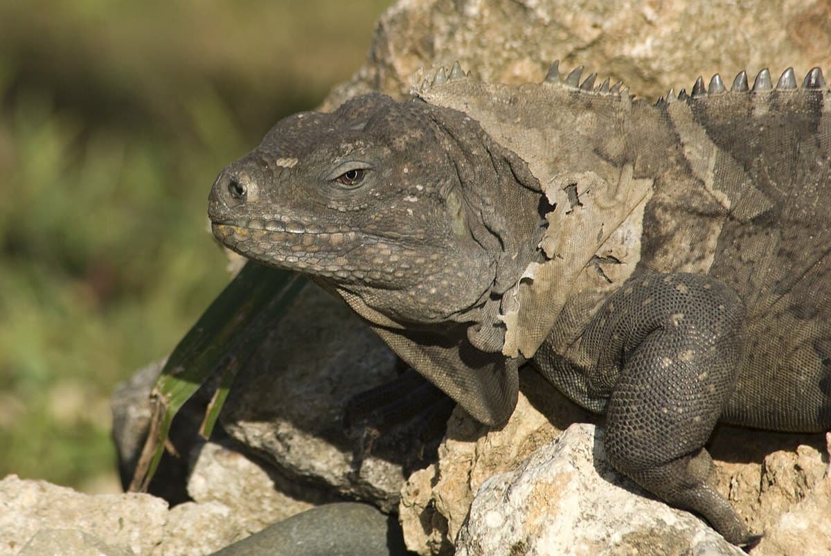 Primer plano de una iguana de Ricord mostrando la cabeza y las escamas del cuello