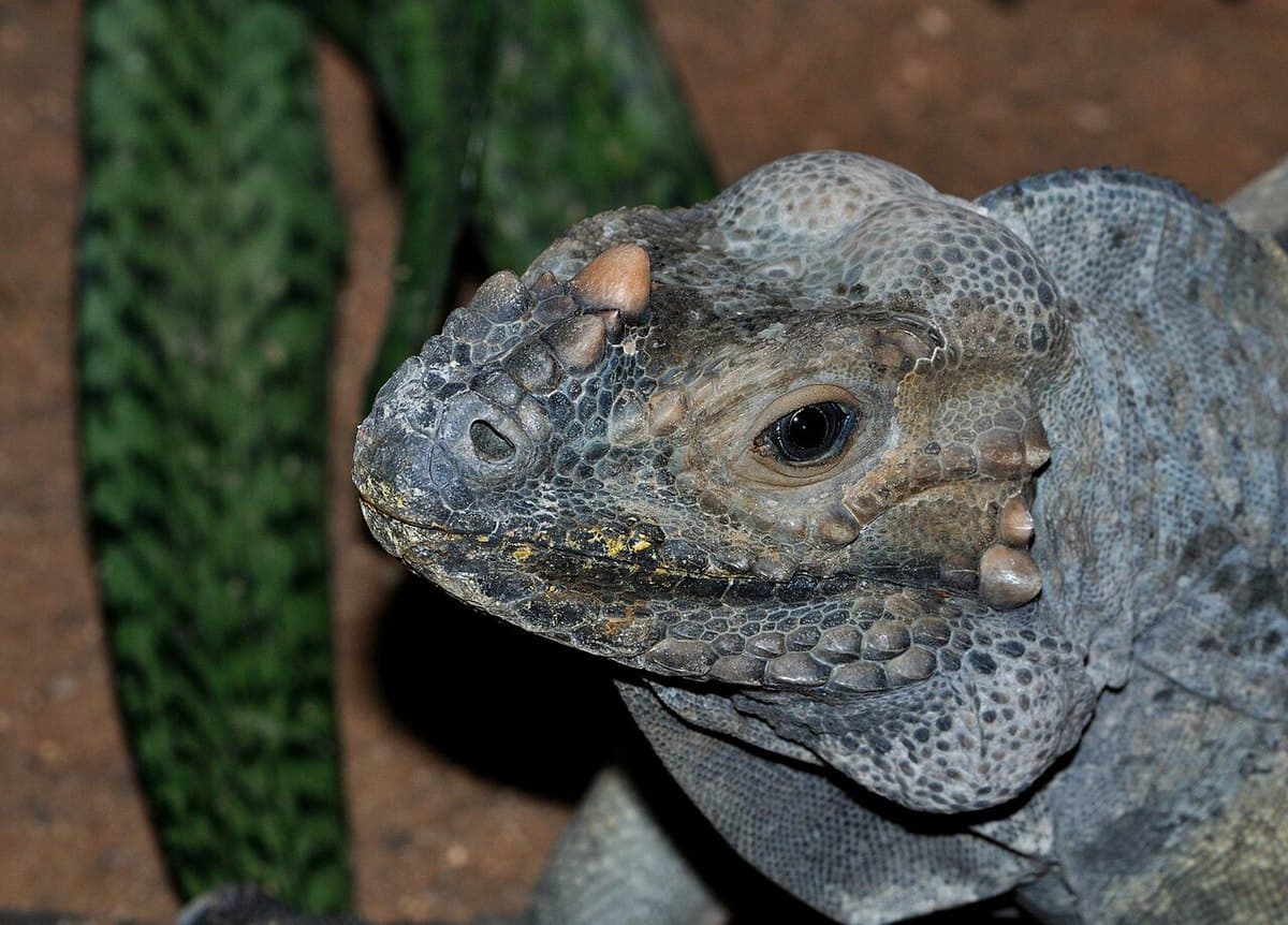 Iguana rinoceronte sobre una roca, con los cuernos característicos sobre el hocico y la piel gris rugosa