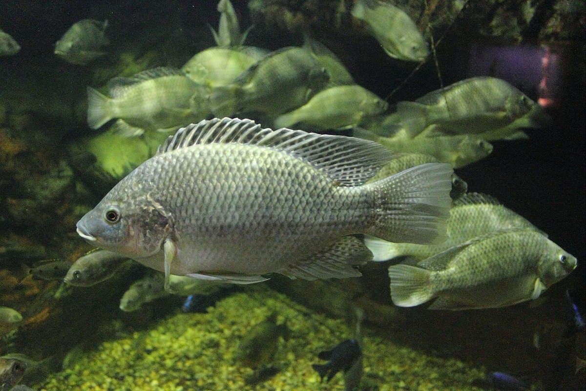 Tilapia nadando cerca del fondo, con el cuerpo comprimido lateralmente y la aleta dorsal extendida